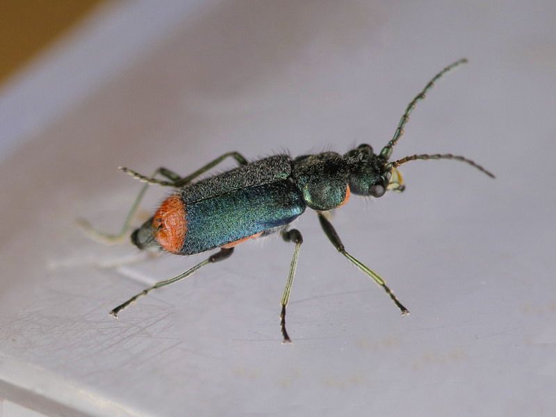Malachiidae - Malachius sp.?   No, Clanoptilus spinipennis ssp. brevispina